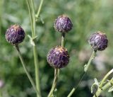 Centaurea adpressa. Верхушка побега с нераскрывшимися соцветиями. Кыргызстан, Нарынская обл., левый берег р. Нарын, окр. с. Таш-Башат, вахтовый пос. гидростроителей. 18.06.2015.