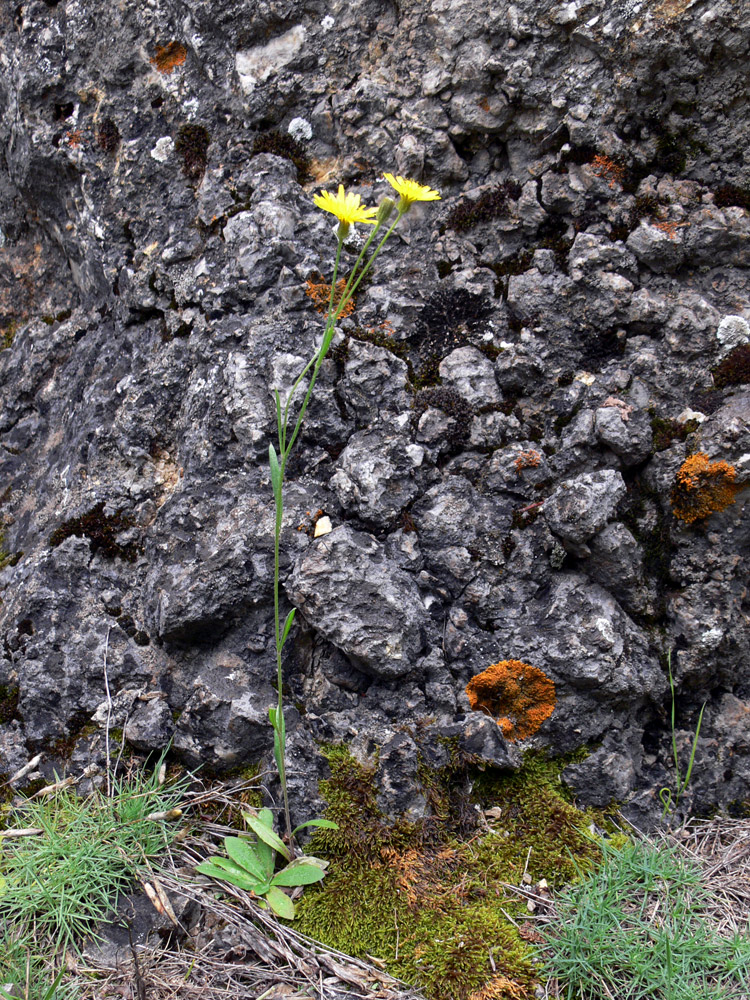 Изображение особи Crepis tectorum.