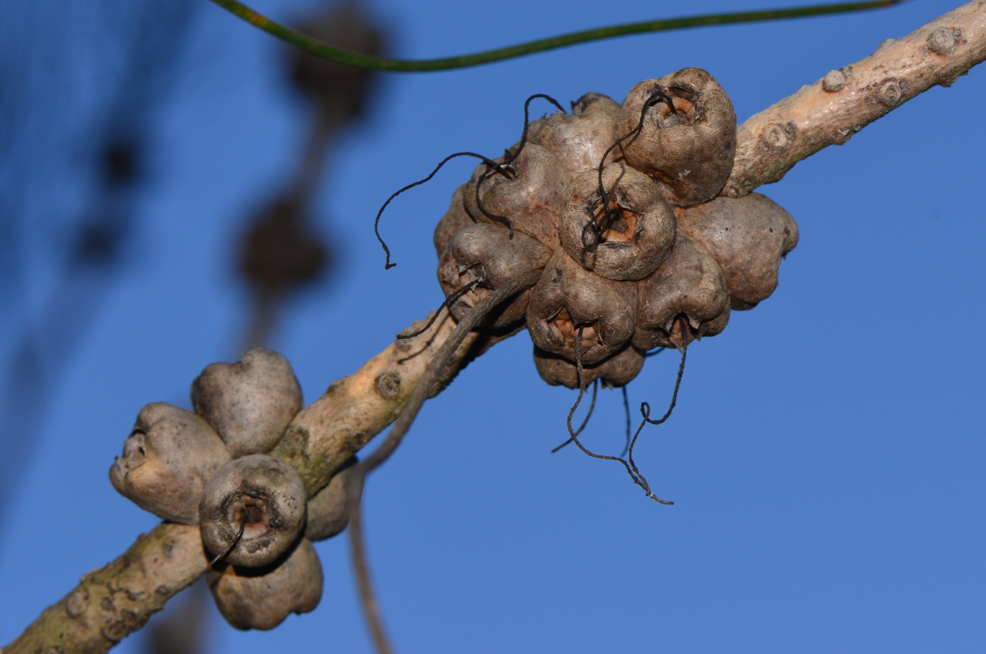 Image of Calothamnus gilesii specimen.