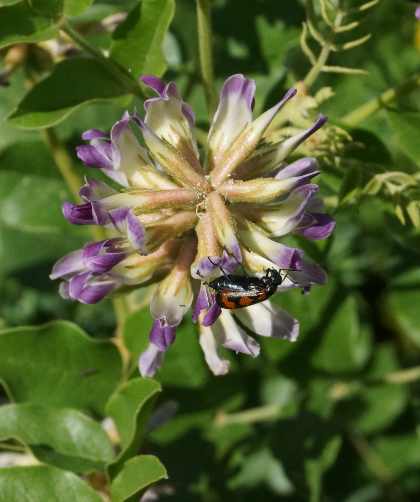 Изображение особи Glycyrrhiza soongorica.