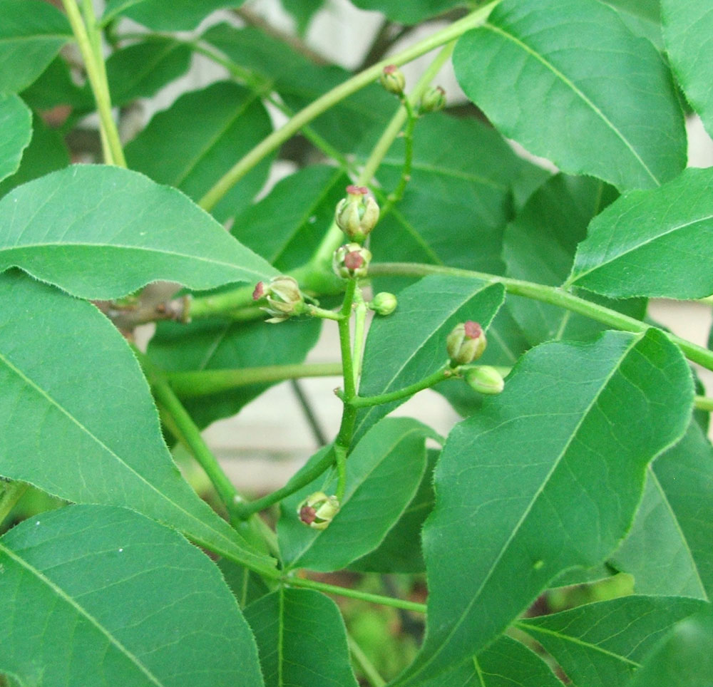 Image of Phellodendron amurense specimen.
