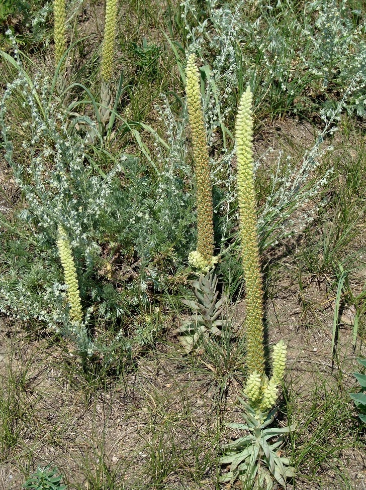 Image of Orostachys spinosa specimen.