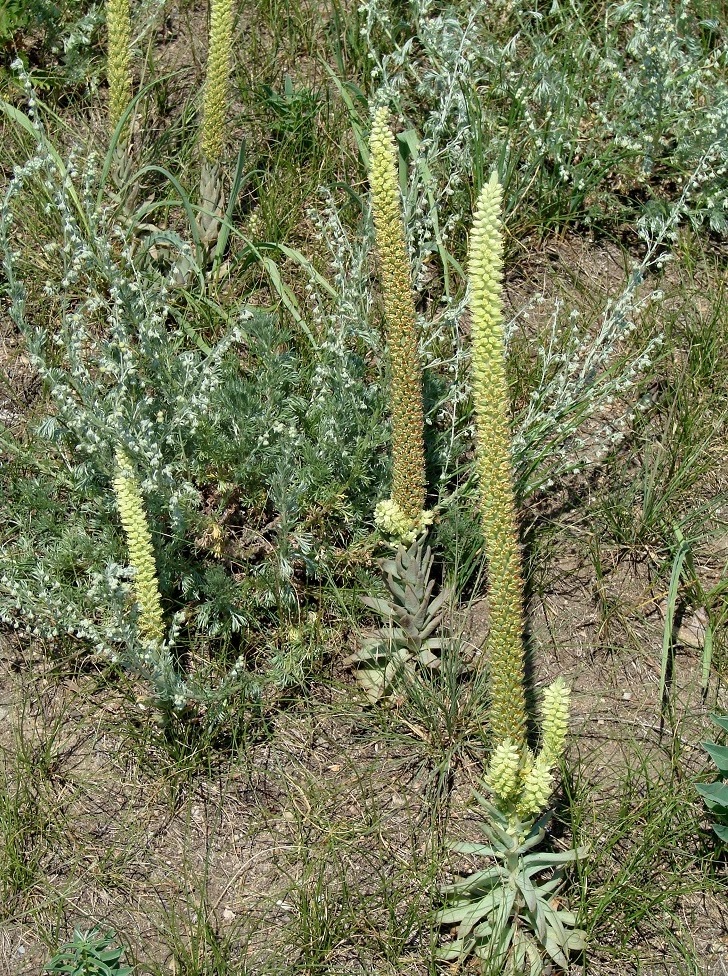 Изображение особи Orostachys spinosa.