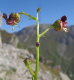 Image of taxon representative. Author is Татьяна Винокурова