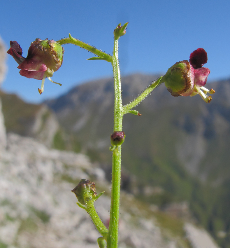 Изображение особи Scrophularia olympica.