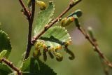 Betula fruticosa. Листья с питающимися ложногусеницами пилильщика-аргида (Argidae). Бурятия, Баунтовский эвенкийский р-н, окр. пос. Северный, долина р. Има, опушка леса. 04.08.2013.