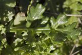 Senecio leucanthemifolius