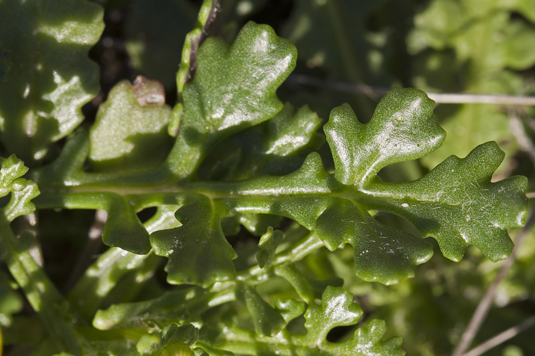 Image of Senecio leucanthemifolius specimen.