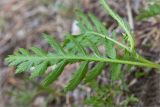 Tanacetum vulgare. Лист (вид на нижнюю сторону). Мурманская обл., Кандалакшский р-н, галечно-песчаный берег оз. Ориярви. 18.06.2015.