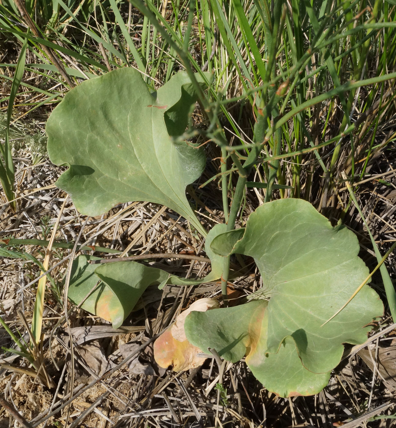 Image of Limonium myrianthum specimen.