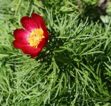 Paeonia tenuifolia