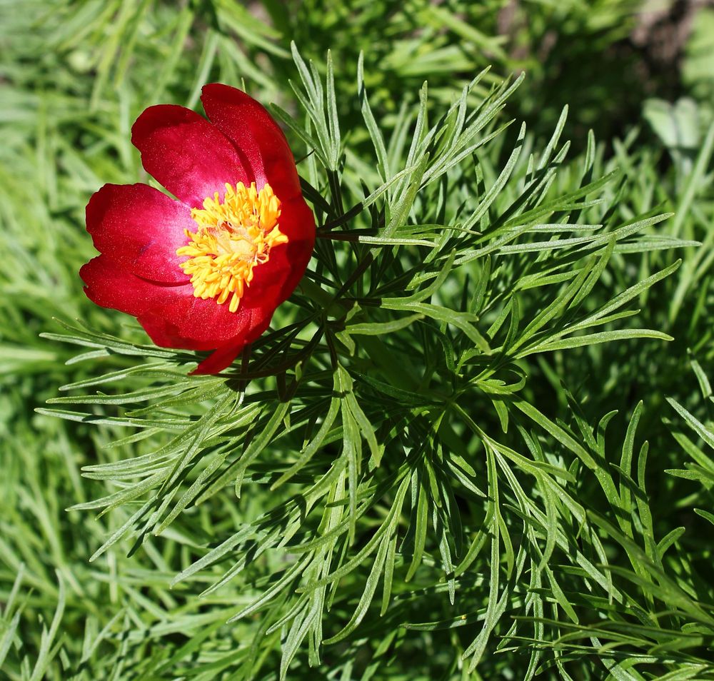 Image of Paeonia tenuifolia specimen.