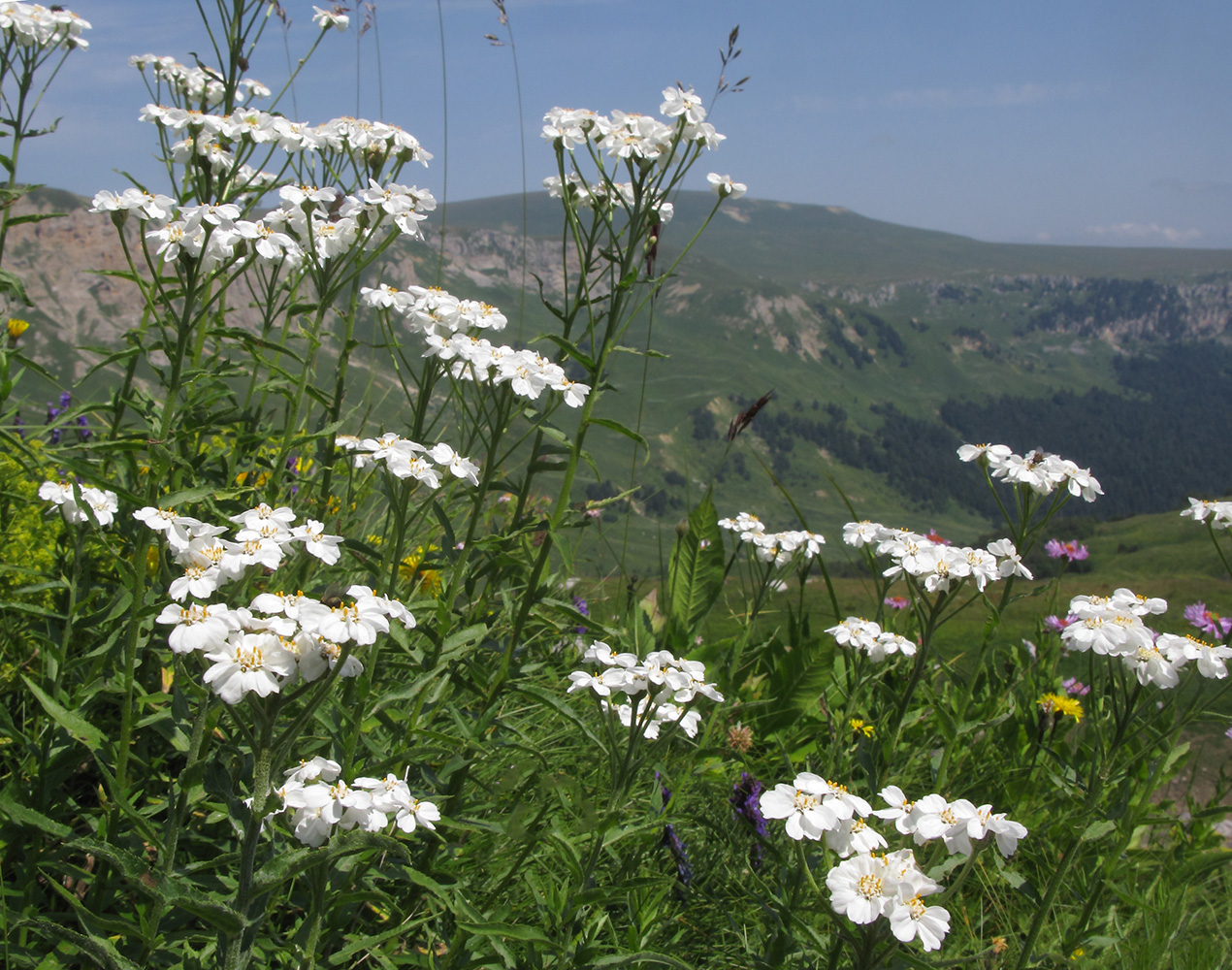 Изображение особи Achillea biserrata.