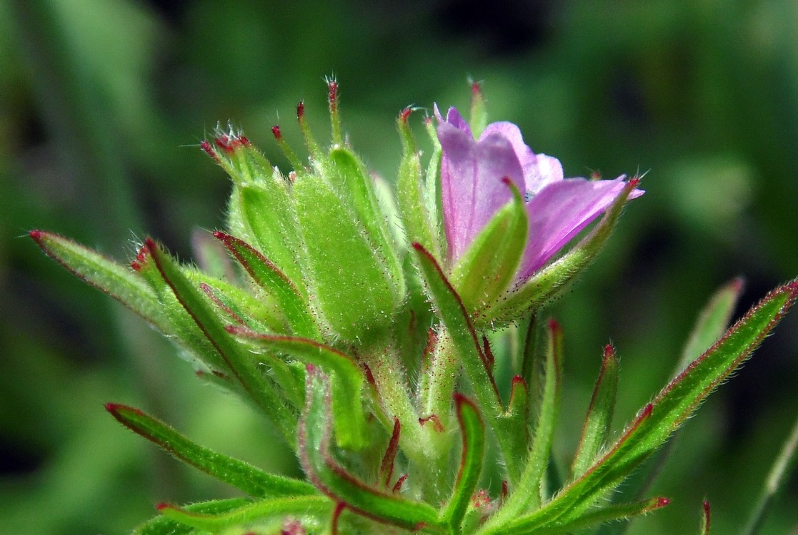 Image of Geranium dissectum specimen.