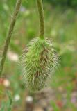 Papaver rhoeas variety strigosum. Бутон. Крым, окр. Балаклавы, край пушистодубового леса у автомобильной дороги. 30 апреля 2016 г.