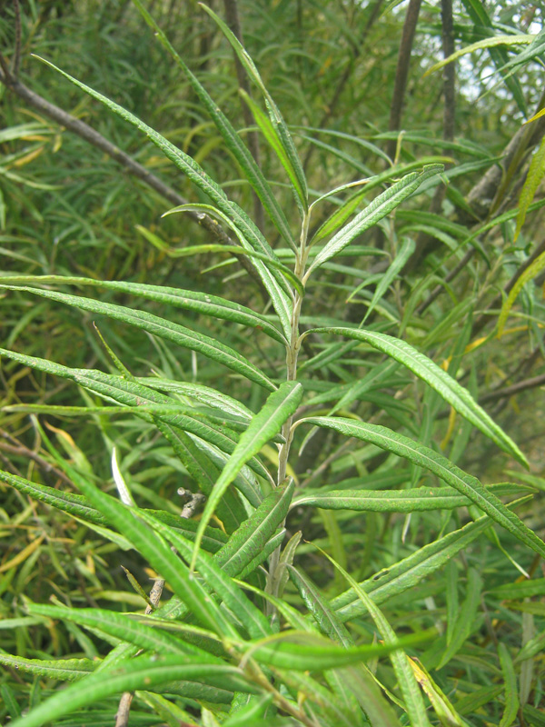 Image of Salix viminalis specimen.