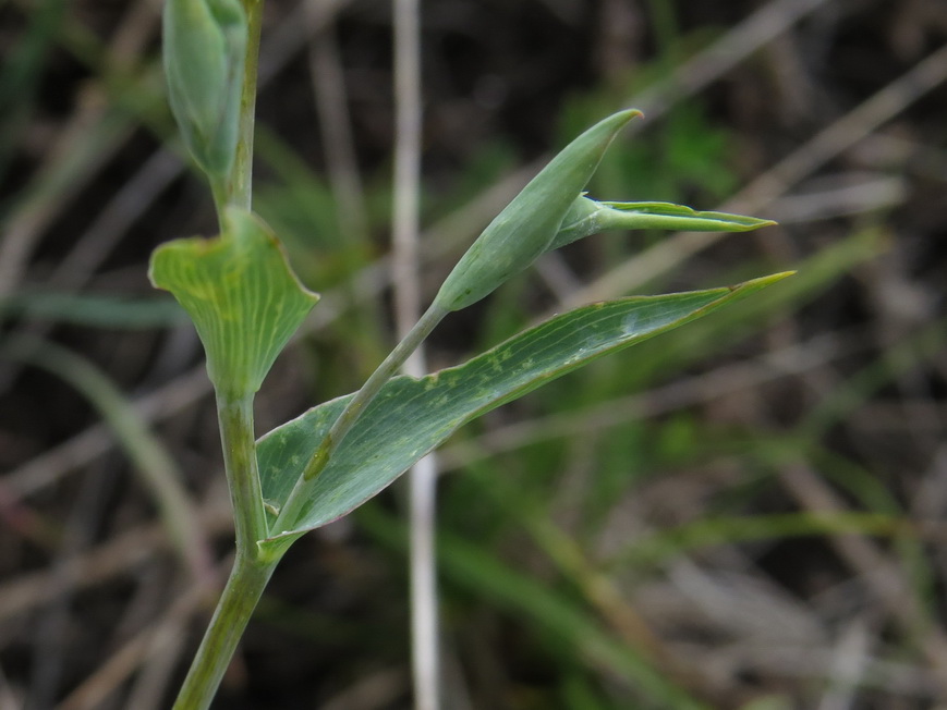 Image of Bupleurum multinerve specimen.