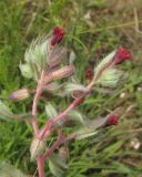 genus Nonea