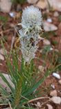 Asphodeline taurica