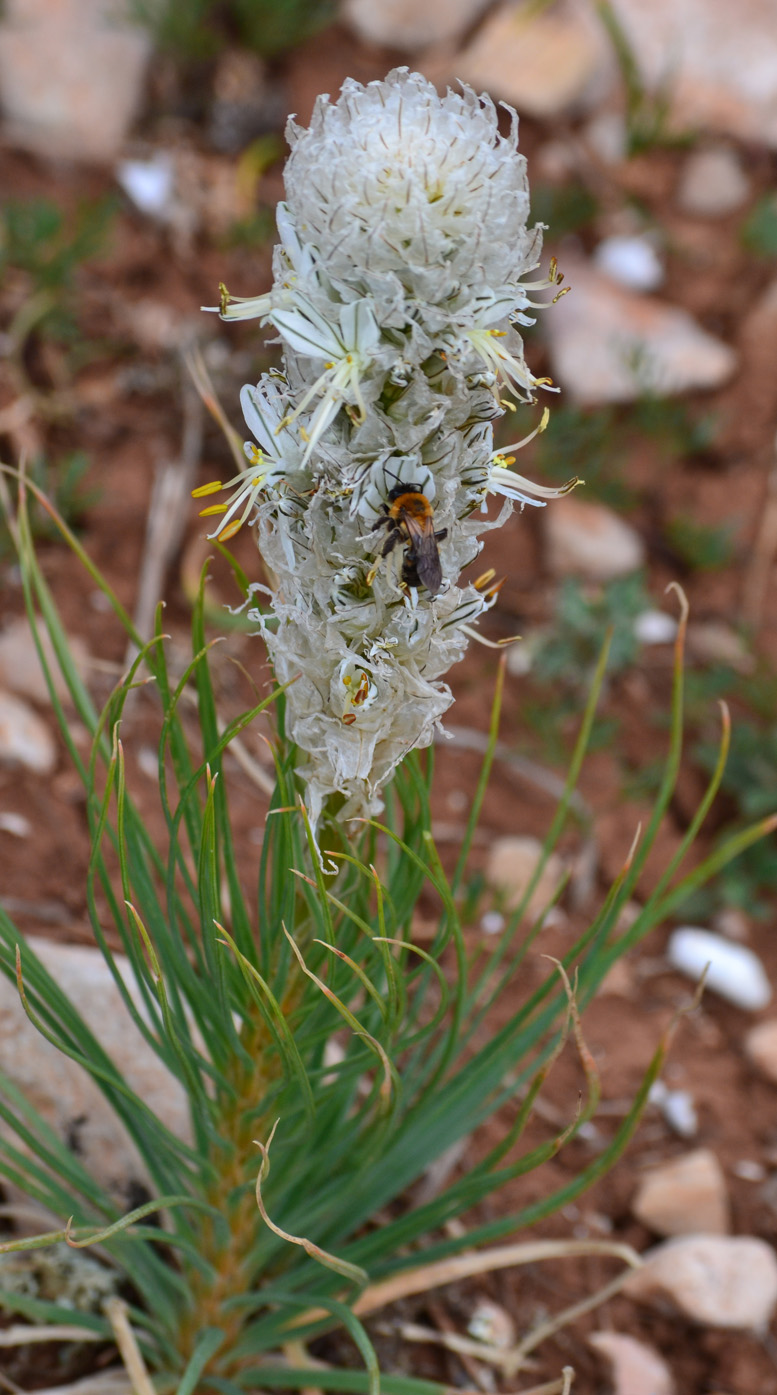 Image of Asphodeline taurica specimen.
