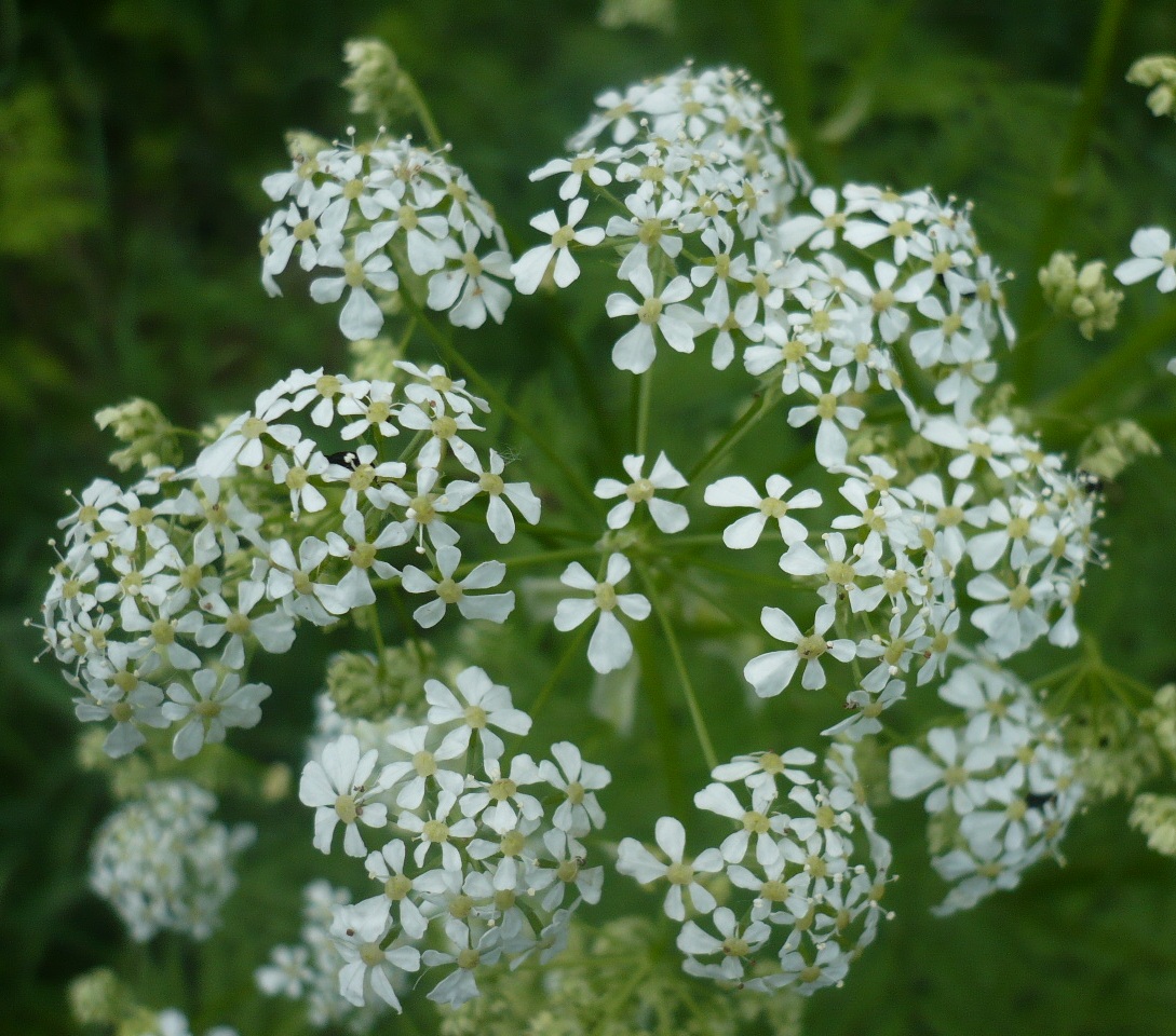 Изображение особи Anthriscus sylvestris.