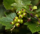 Ribes rubrum