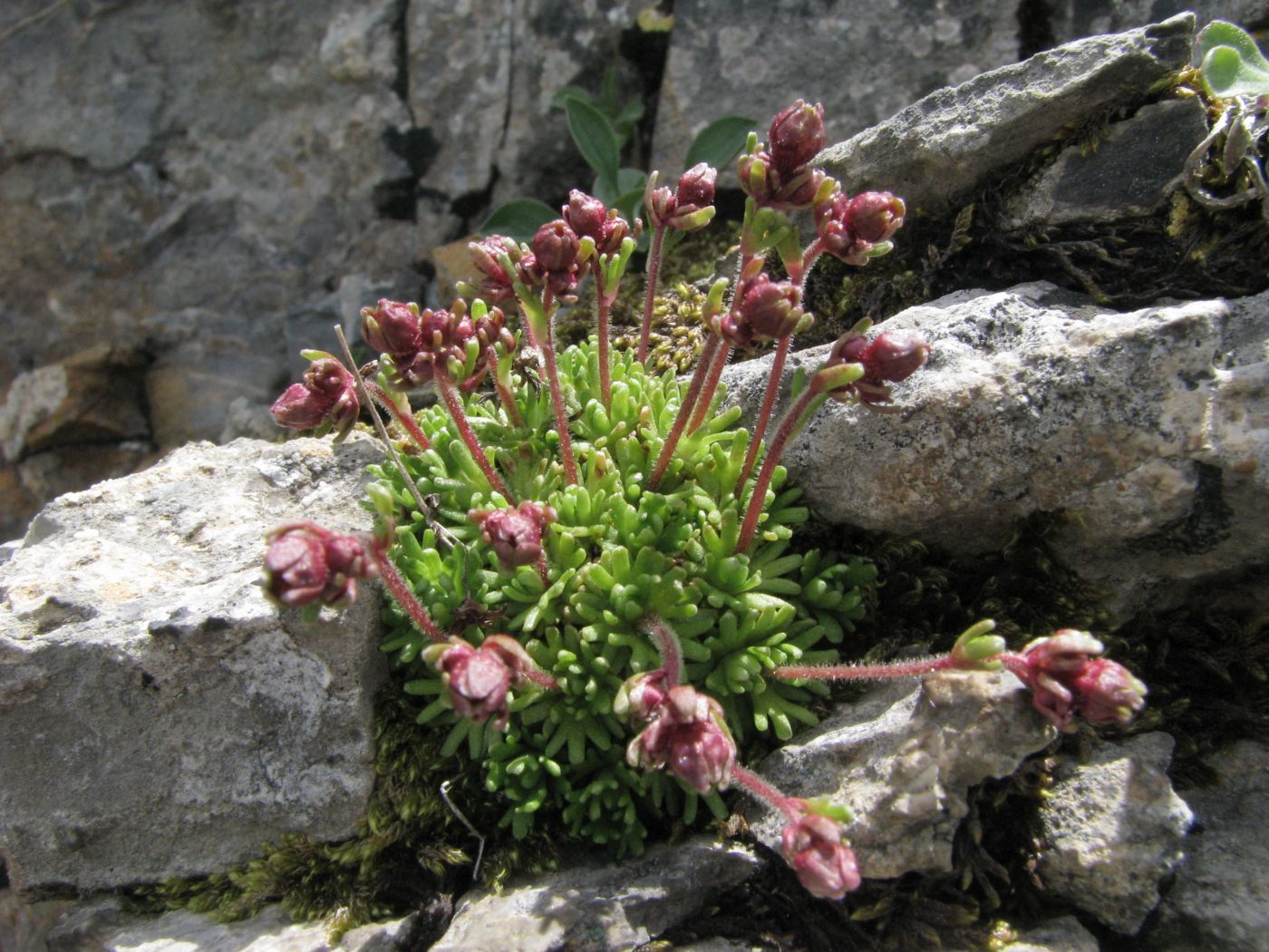 Image of Saxifraga adenophora specimen.