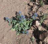 Echium rauwolfii