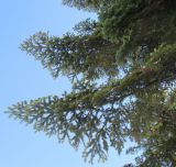 Abies alba. Ветви. Крым, Симферополь, ботсад университета. 6 февраля 2010 г.