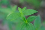 Galium boreale. Верхушка молодого побега. Татарстан, Нижнекамский р-н, окр. дер. Благодатная, лесостепной участок с чередованием степи и перелесков с преобладанием дуба, среди древостоя. 5 июня 2016 г.