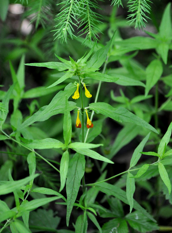 Image of Melampyrum pratense specimen.