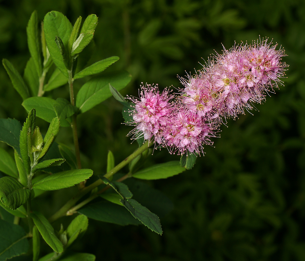 Изображение особи Spiraea &times; billardii.