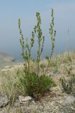 Artemisia monostachya