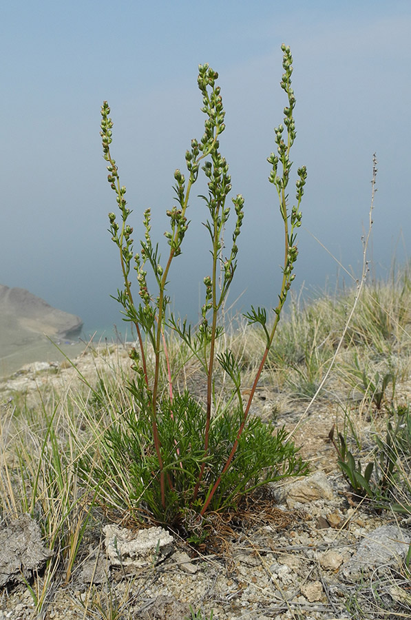 Image of Artemisia monostachya specimen.