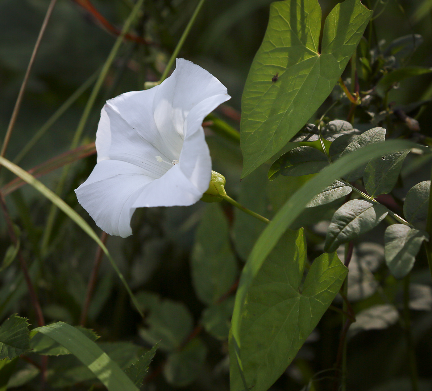 Изображение особи Calystegia sepium.