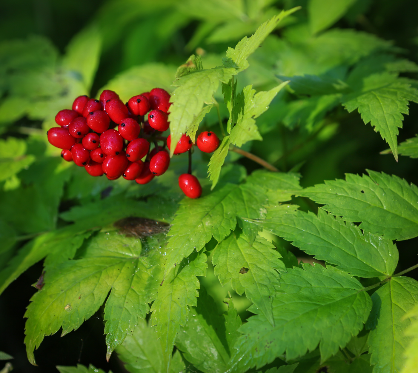 Image of Actaea erythrocarpa specimen.