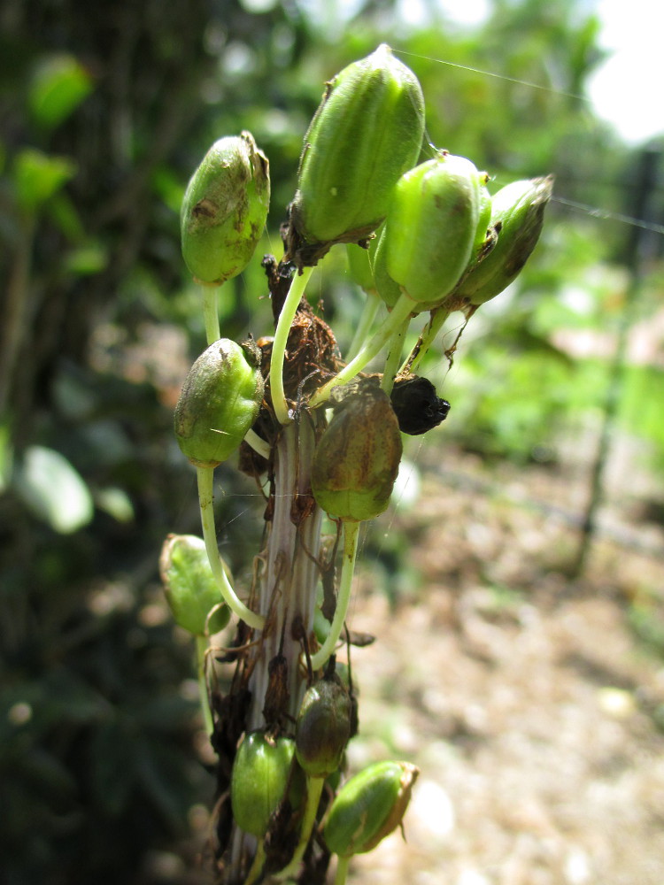 Image of Drimia maritima specimen.