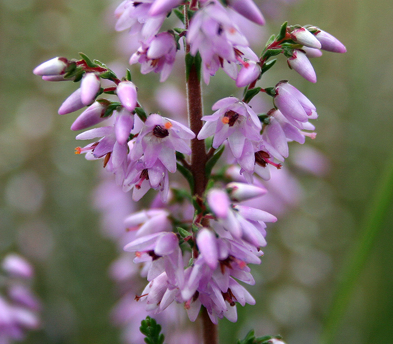 Изображение особи Calluna vulgaris.