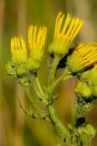 Senecio jacobaea. Часть соцветия. Татарстан, Новошешминский р-н, остепненный луг на увале в окр. села Татарское Утяшкино. 4 июля 2016 г.