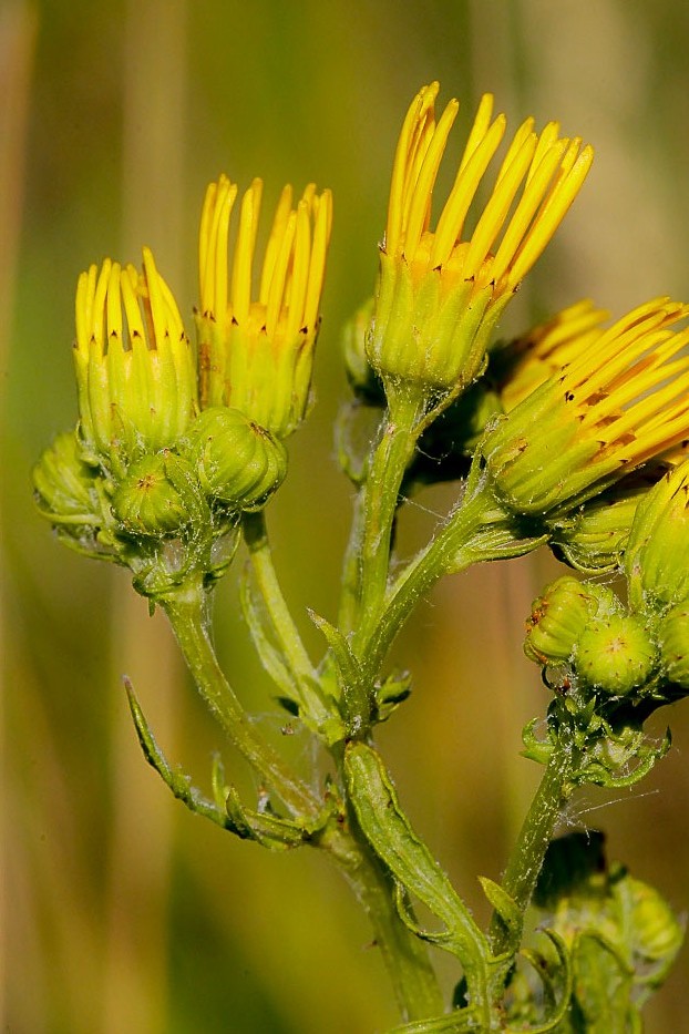 Изображение особи Senecio jacobaea.