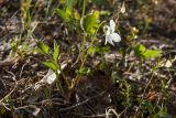 Viola riviniana. Цветущее растение (белоцветковая форма). Псковская обл., ок. 1 км к ю.-з. от дер. Лудони у шоссе М20, просека в сосняке брусничном, у дороги. 29.05.2016.