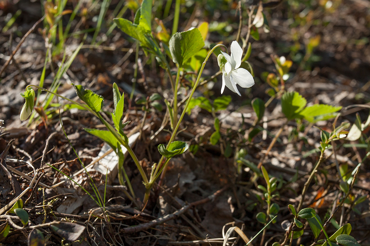 Изображение особи Viola riviniana.