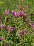 Pedicularis spicata. Соцветия. Приморье, окр. г. Находка, сырой луг. 28.08.2016.