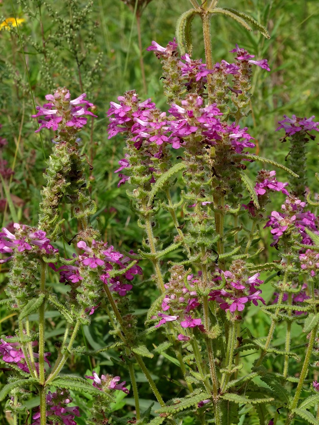 Изображение особи Pedicularis spicata.