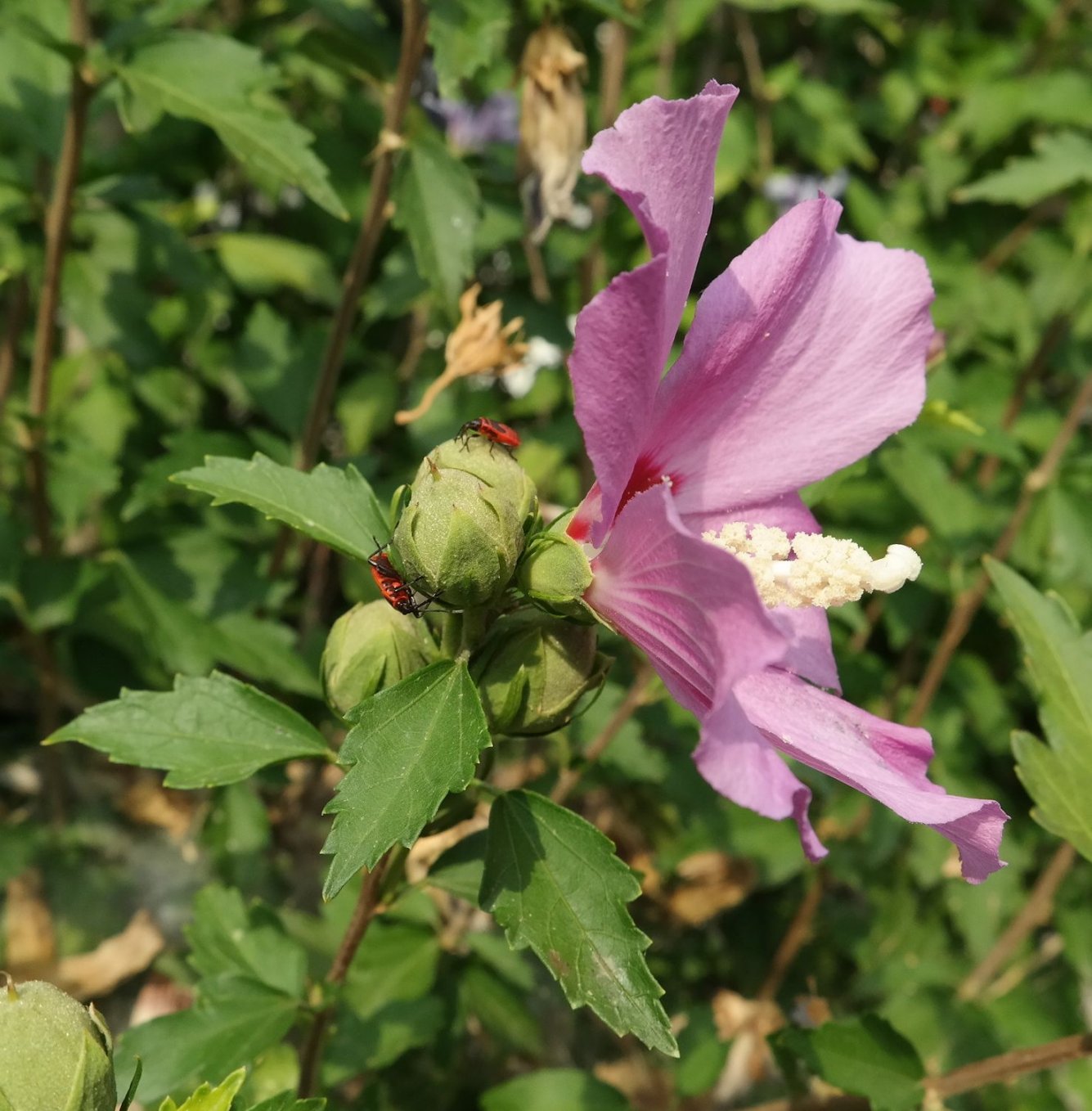 Изображение особи Hibiscus syriacus.