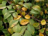 Ulmus japonica
