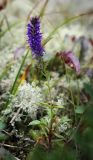 Veronica spicata. Цветущее растение. Пермский край, Оханский р-н, Тулумбаихинское сельское поселение, Кунчурихинский бор, поляна в зеленомошно-лишайниковым с вейником елово-сосновом лесу с примесью берёзы. 17.09.2016.