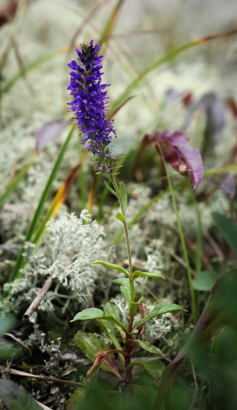 Image of Veronica spicata specimen.