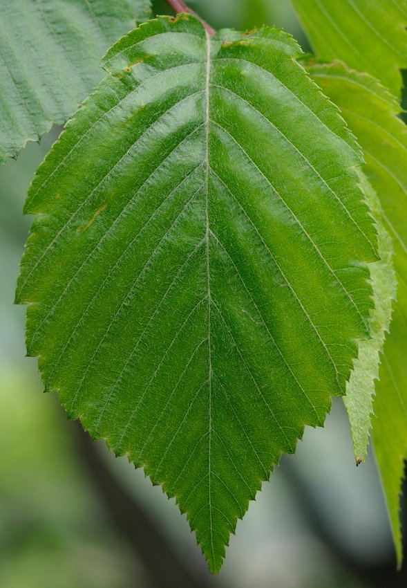 Изображение особи Sorbus alnifolia.