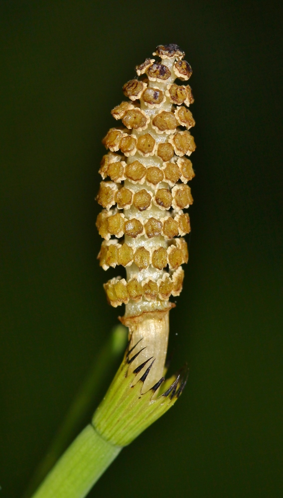 Изображение особи Equisetum fluviatile.